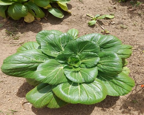 fresh healthy organic vegetables on a wooden table